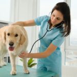 Emergency Vet Care