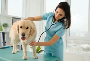 Emergency Vet Care