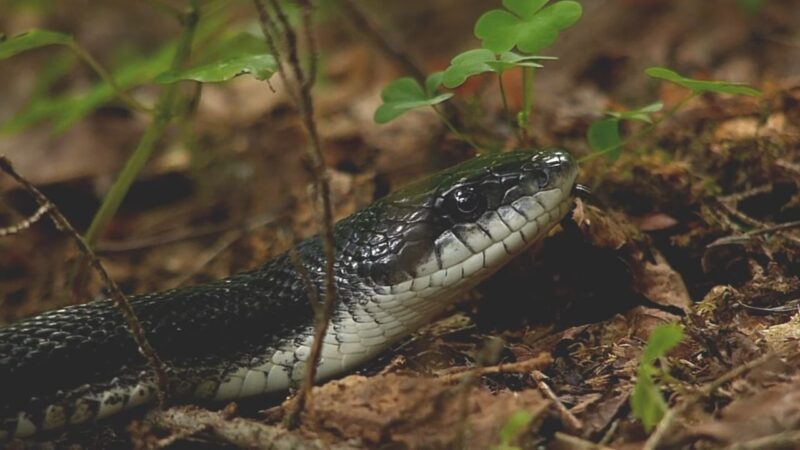 Black Rat Snake (Pantherophis Obsoletus)