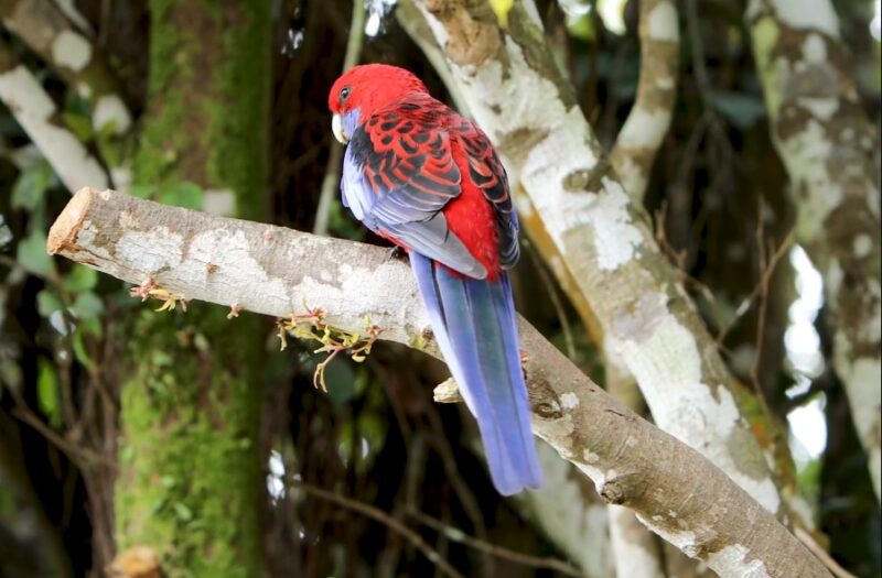 Crimson Rosella