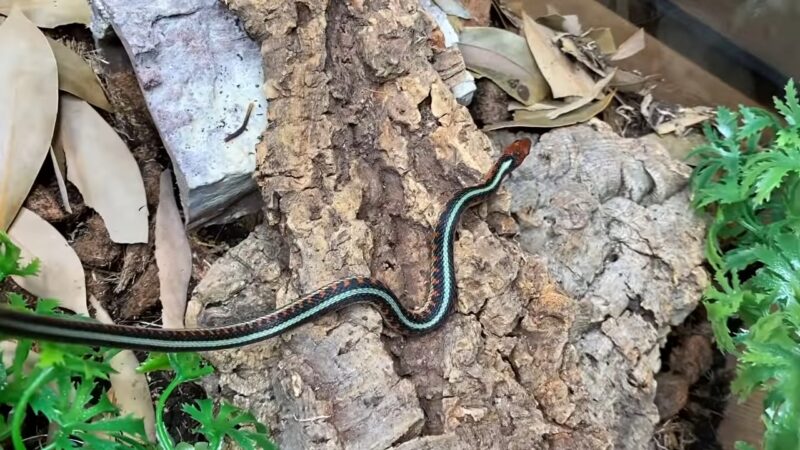 Eastern Garter Snake (Thamnophis Sirtalis)