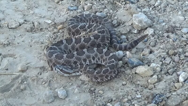 Eastern Massasauga (Sistrurus Catenatus)