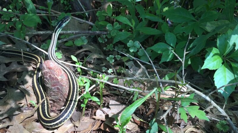 Eastern Ribbon Snake (Thamnophis Sauritus)