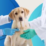 Emergency Vet Care in Monroe