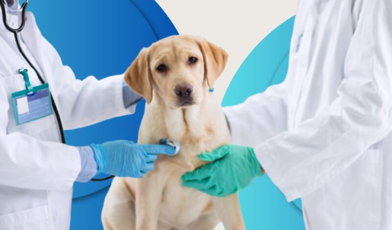 Emergency Vet Care in Monroe