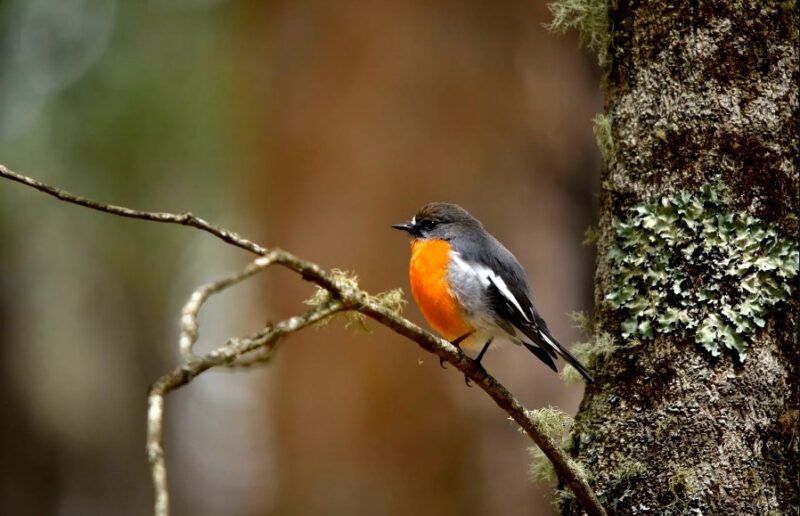 Flame Robin