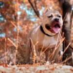 Monroe County’s Most Dangerous Dogs