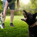 Monroe County’s Most Dangerous Dogs