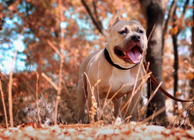 Monroe County’s Most Dangerous Dogs