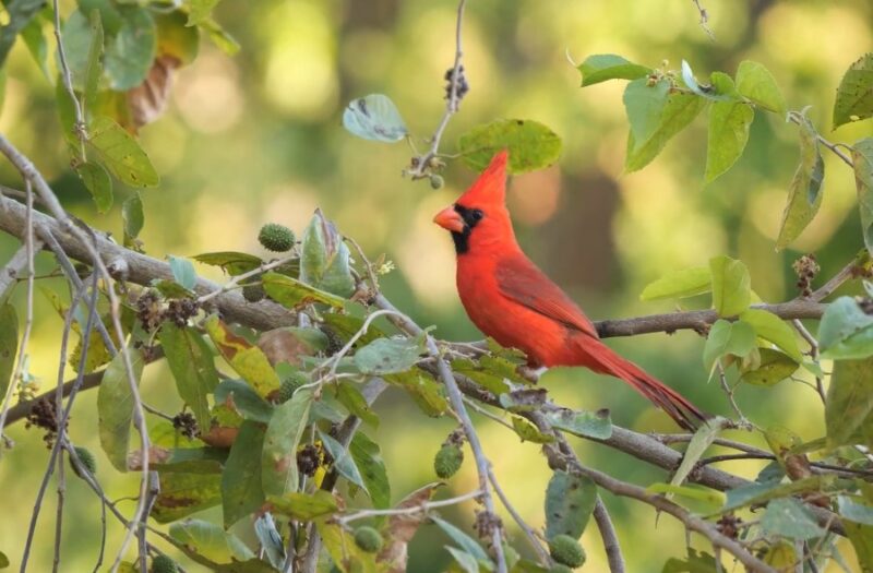 Northern Cardinal