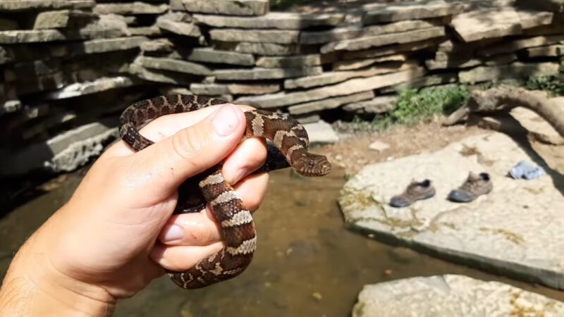 Northern Water Snake (Nerodia Sipedon)