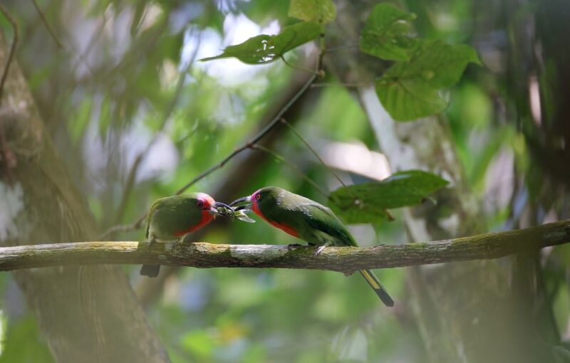 Red-bearded Bee-eater