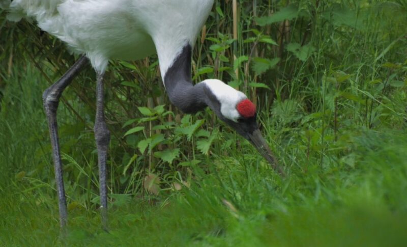 Red-crowned Crane