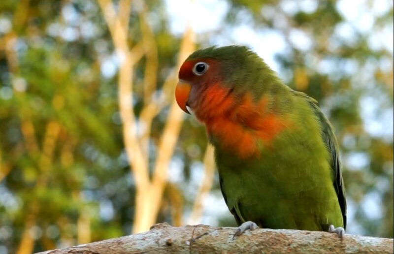Red-fronted Parrot