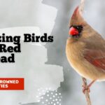 Red head birds