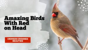 Red head birds