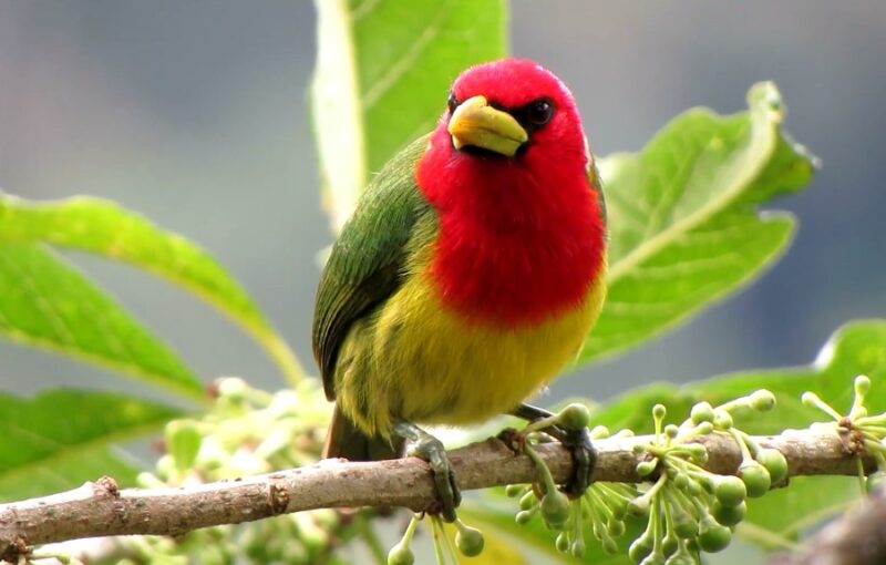 Red-headed Barbet