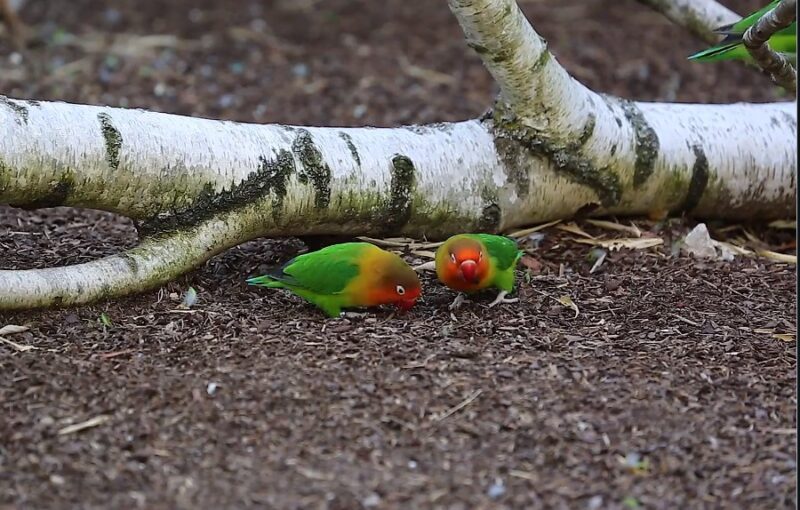 Red-headed Parrot Finch