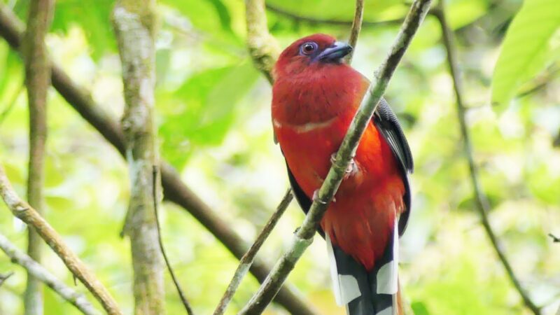 Red-headed Trogon