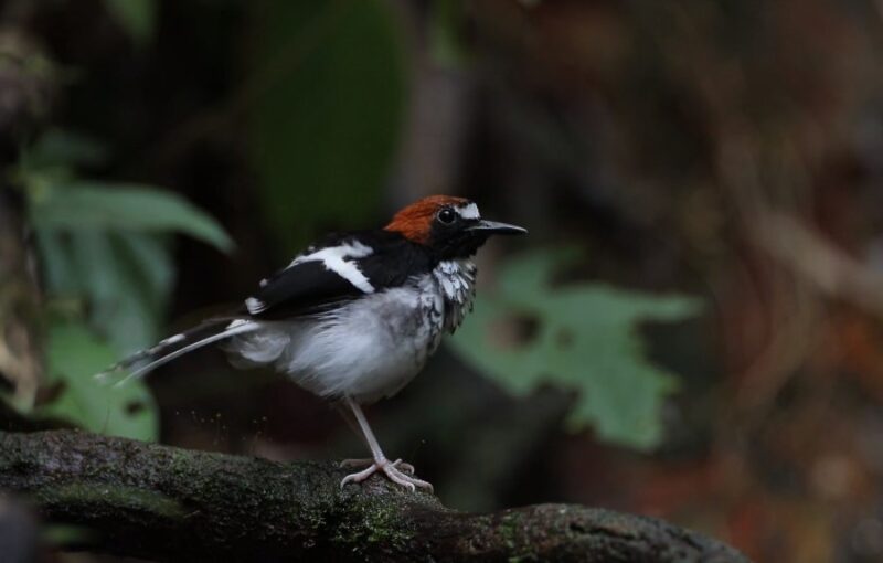 Red-naped Sapsucker