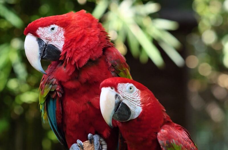 Scarlet Macaw