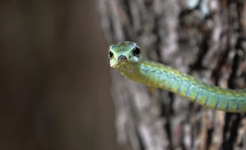 The Lesser-Known Snakes of Rochester, New York