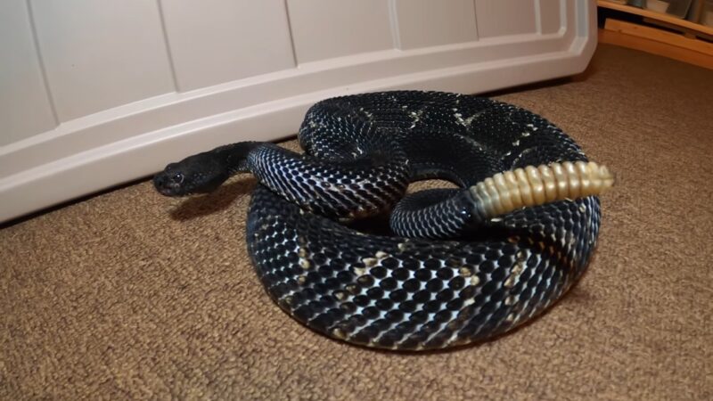Timber Rattlesnake (Crotalus Horridus)