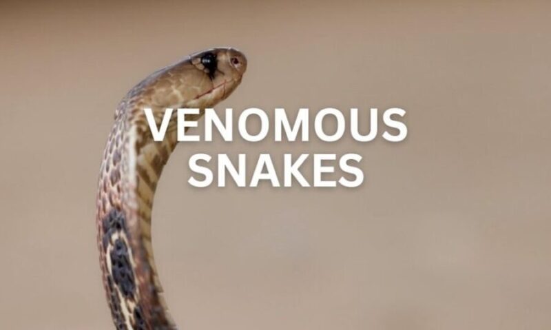 Venomous Varieties