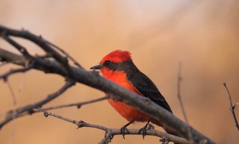 Vermilion Flycatcher