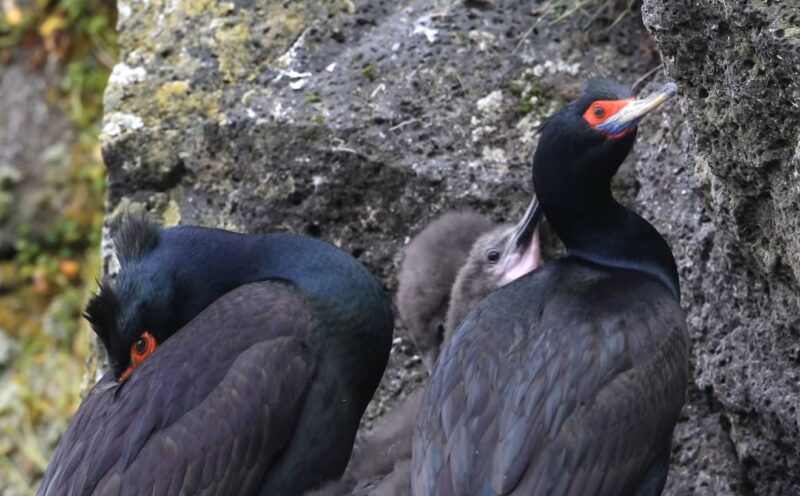 red-faced Cormorant