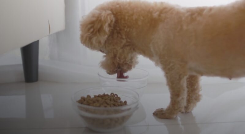 8-Week Old Puppy How Much to Feed