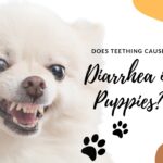 Does Teething Cause Diarrhea in Puppies?