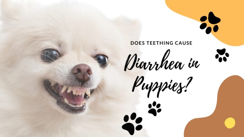 Does Teething Cause Diarrhea in Puppies?