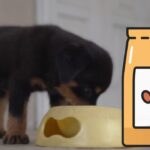 How Much Food for an 8-Week Old Puppy Finding the Perfect Balance