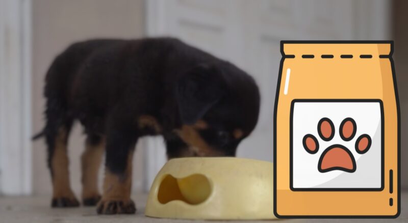 How Much Food for an 8-Week Old Puppy Finding the Perfect Balance