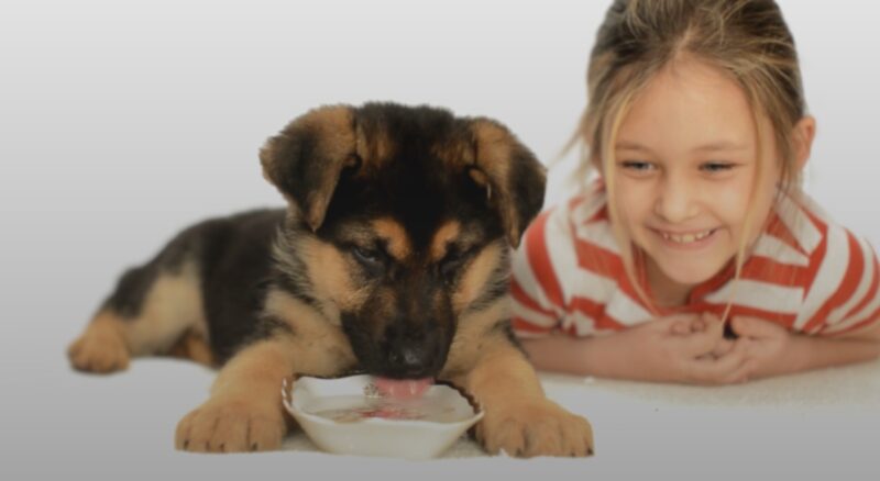 Hydration: An Essential Part of Puppy's Diet