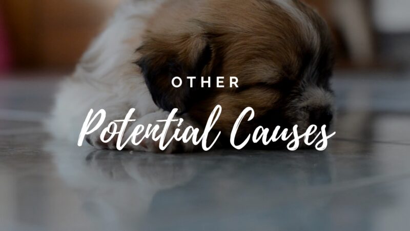 Other Potential Causes of Diarrhea in Puppies