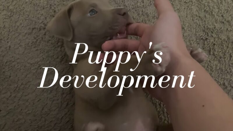 Teething Is a Natural Part of Your Puppy's Development
