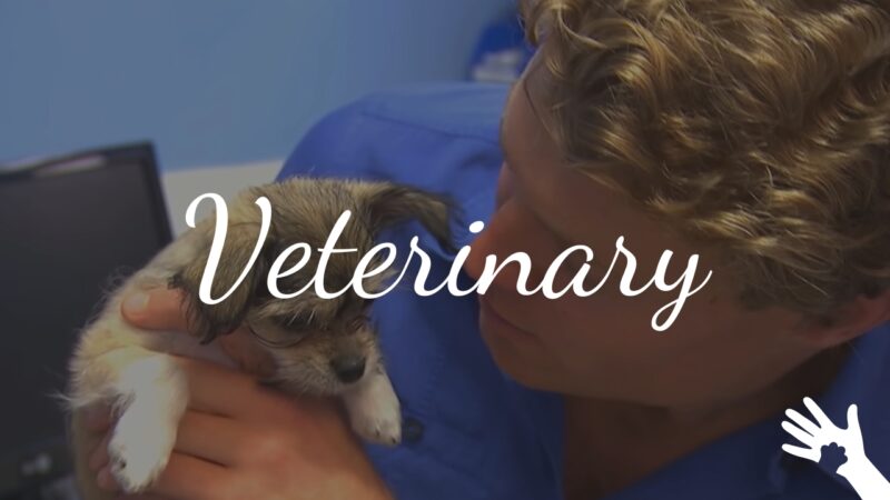 When to Seek Veterinary Attention?