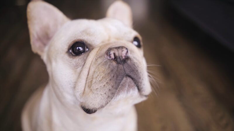 Brachycephalic Syndrome