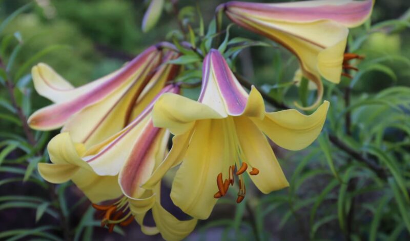 Different Lily Species