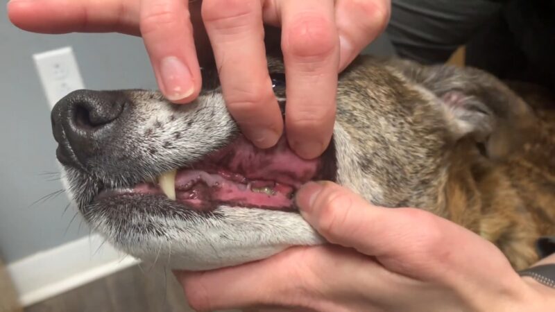 Dog Tooth Abscess