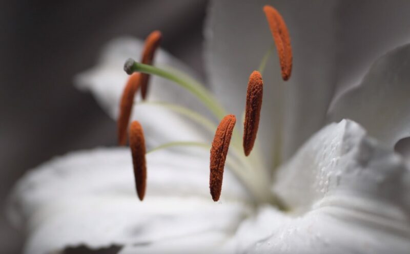 Toxic Nature of Lilies