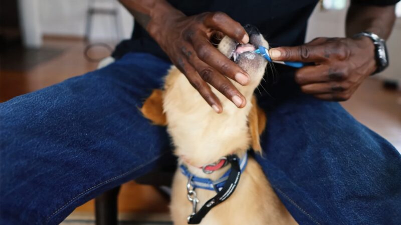 brushing your dogs teeth