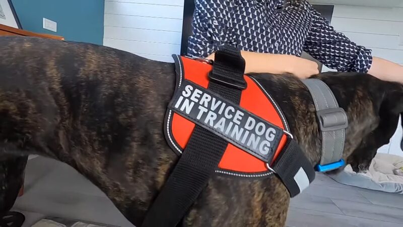 How to Train My Dog to Be a Service Dog