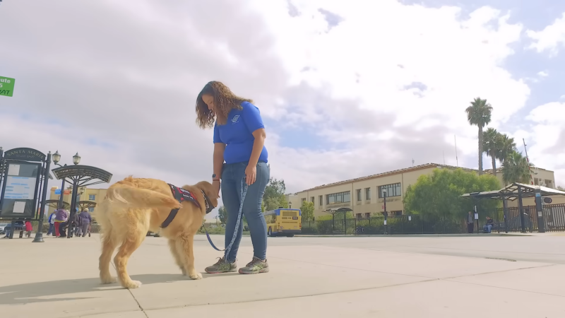 Prepare for a Life With a Service Dog